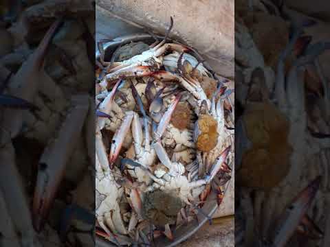 جمبرى جمبوا كابوريا نتى كبيره وقار ١١١ سبيط بربوان دنيس وسيوف كبيرهوالاميحبش الخير لغيره عمره م يجله