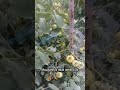 susah berkebun jauh dari air #paksri #pertanian #paktanitv