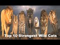 Top 10 Most Strongest Wild Cats in The World