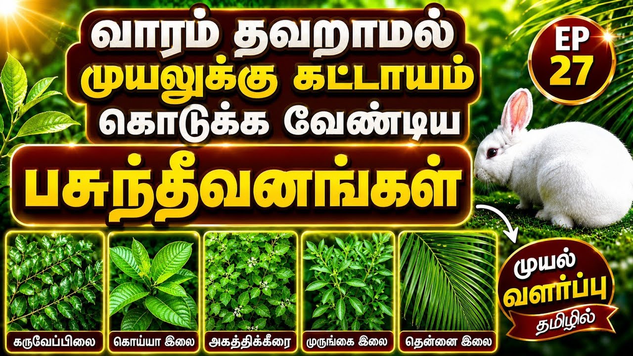 முயலுக்கு முக்கியமான பசுந்தீவனம்  EP 27 | Muyal Valarpu in tamil | muyal pannai | Rabbit Farm