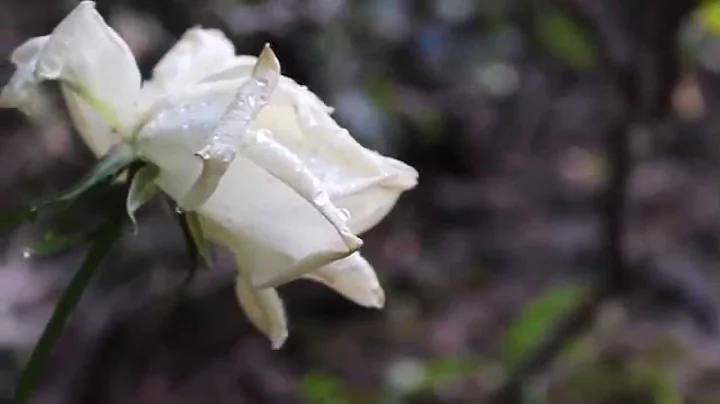 Nature | Short Film | Canon SL1 Video Test