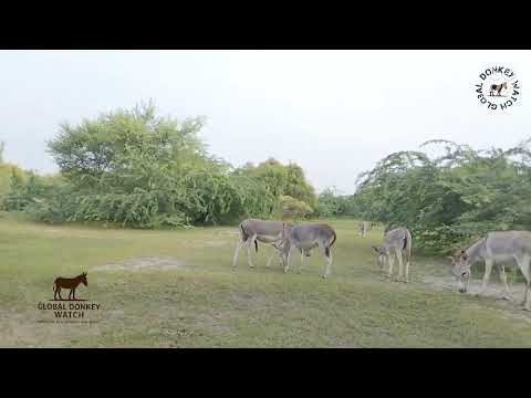          تزاوج حمارين مع أنثى واحدة في العشب الأخضر