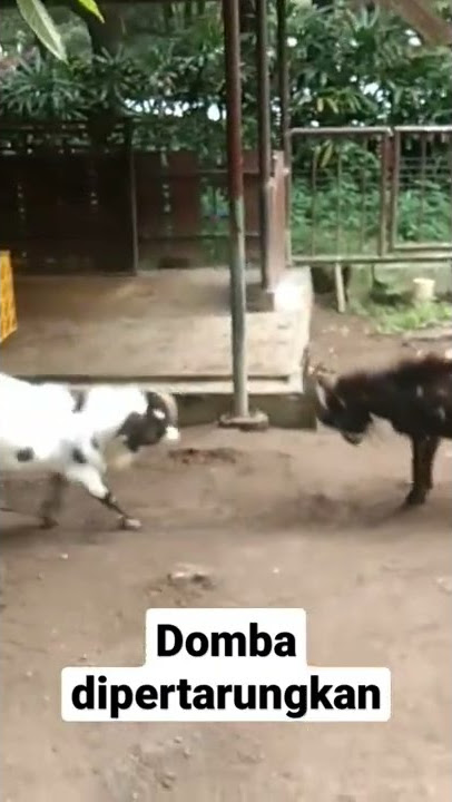#adudomba mengadu domba