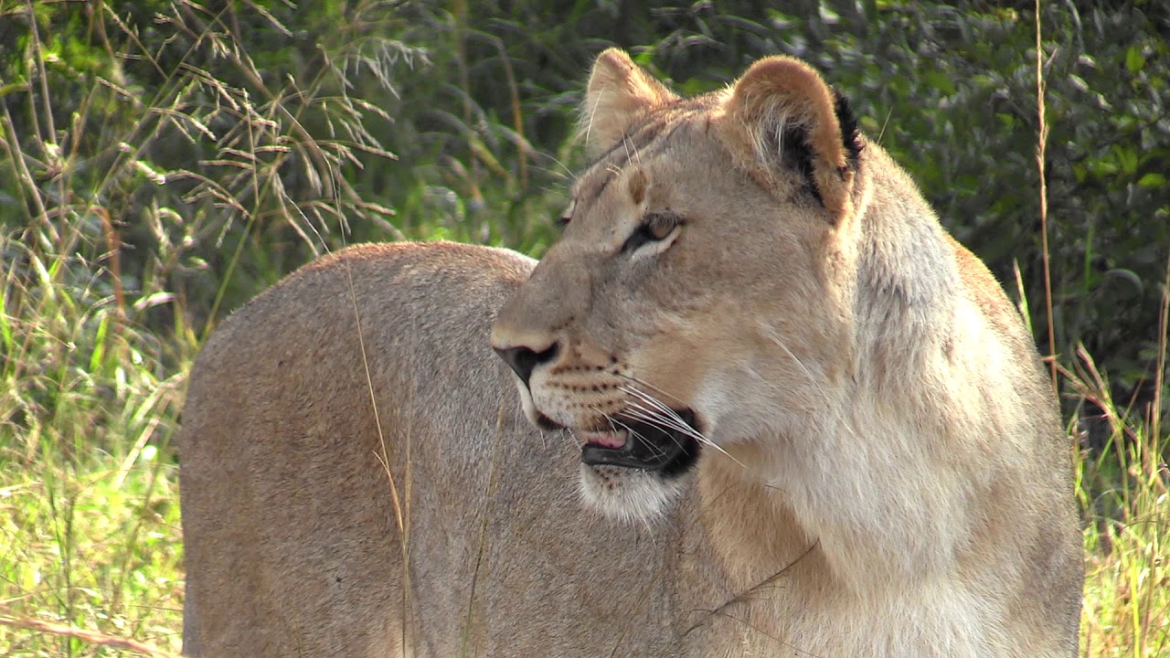 hanglip mountian Lodge