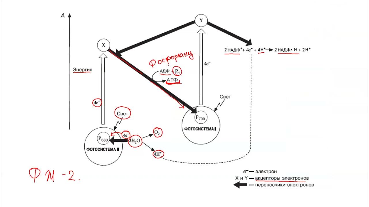 Мен саусағымды ұйықтап жатқан әйелдің есегіне тығыдым. Ол үлкен әтештің үстіне отырды