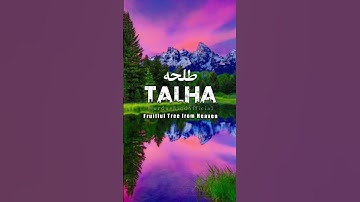 🌹Talha🌹 | Name Meaning Status ||#urduehindofficial  #ytshorts #shorts #talha