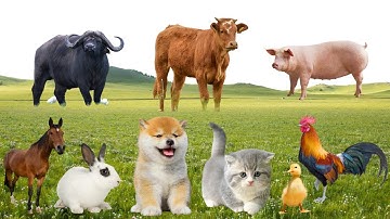 🔍 Khám Phá Âm Thanh Nông Trại Siêu Cưng – Khi Gà, Cún, Mèo Con, Vịt & Bò Cất Tiếng Vui Hết Cỡ!