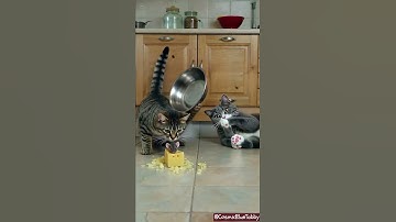 Look at that! 👀 見て！👀 #cats #tabbycat #trap #shorts #catshorts