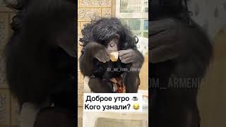 Доброе утро / одна чашка кофе с утра / Кого узнали?