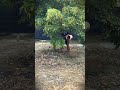 Spreading fertilizer around the tree #shorts
