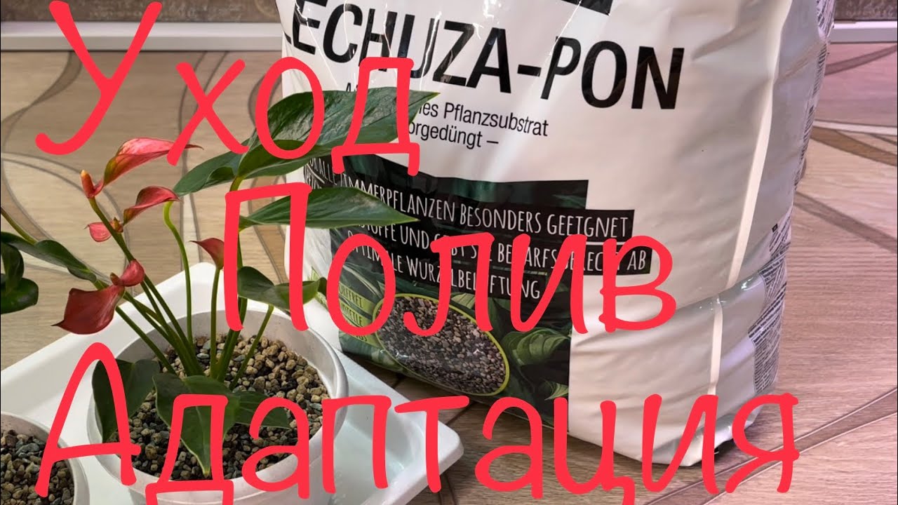 Мой уход, полив и адаптация в Лейчузе 😁🌱#лейчуза#полив#адаптация - YouTube