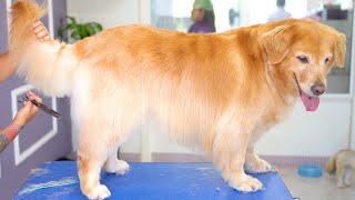 GOLDEN RETRIEVER CAN BE GROOMED? ❤Beautiful video of Trimming & deshedding!