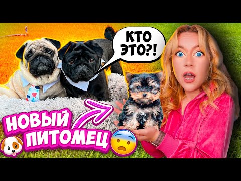 Мопсы В ШОКЕ😨НОВАЯ СОБАКА в Доме!🐶 ПЕРВОЕ ЗНАКОМСТВО! Едем Первый РАЗ к ГРУМЕРУ!