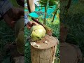 Watch me cut a coconut in under a minute - it