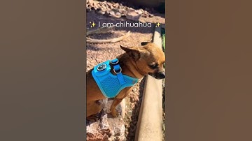 Thumbnail of I am chihuahua #dog #chihuahua #little but brave