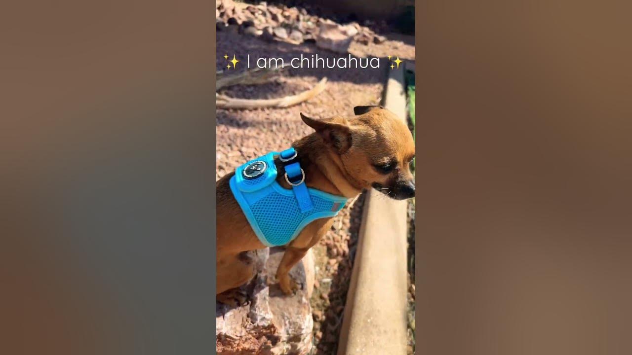 I am chihuahua #dog #chihuahua #little but brave