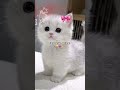 PISI