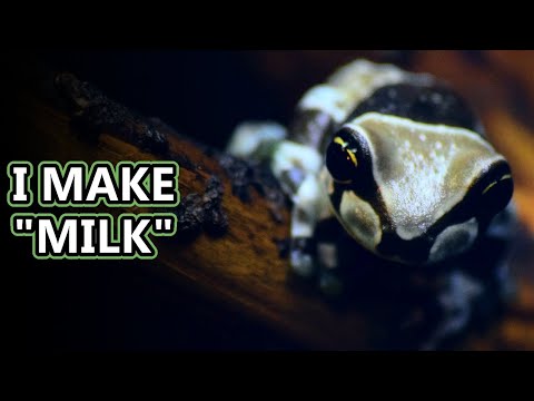 Milk Frog facts: aka the blue milk frog | Animal Fact Files