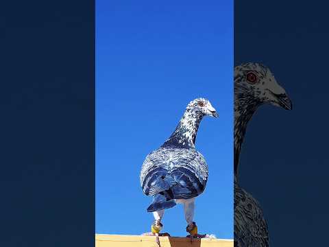 Most beautiful valuable pigeons in the world.  This is exceptional. #pigeon #snoot #snootboop #top