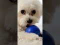 #dog, #doglover, #cute, #puppy, #dogsofinstagram, #pet, #doglife, #instadog, #cutedog, #best friend