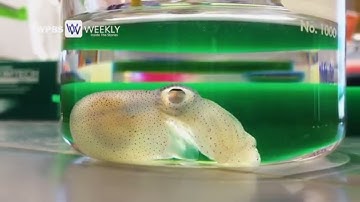 Bobtail Squid | WPBS Weekly: Inside the Stories