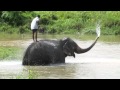 elephant intelligence spraying water and playing with mahout MVI_3545