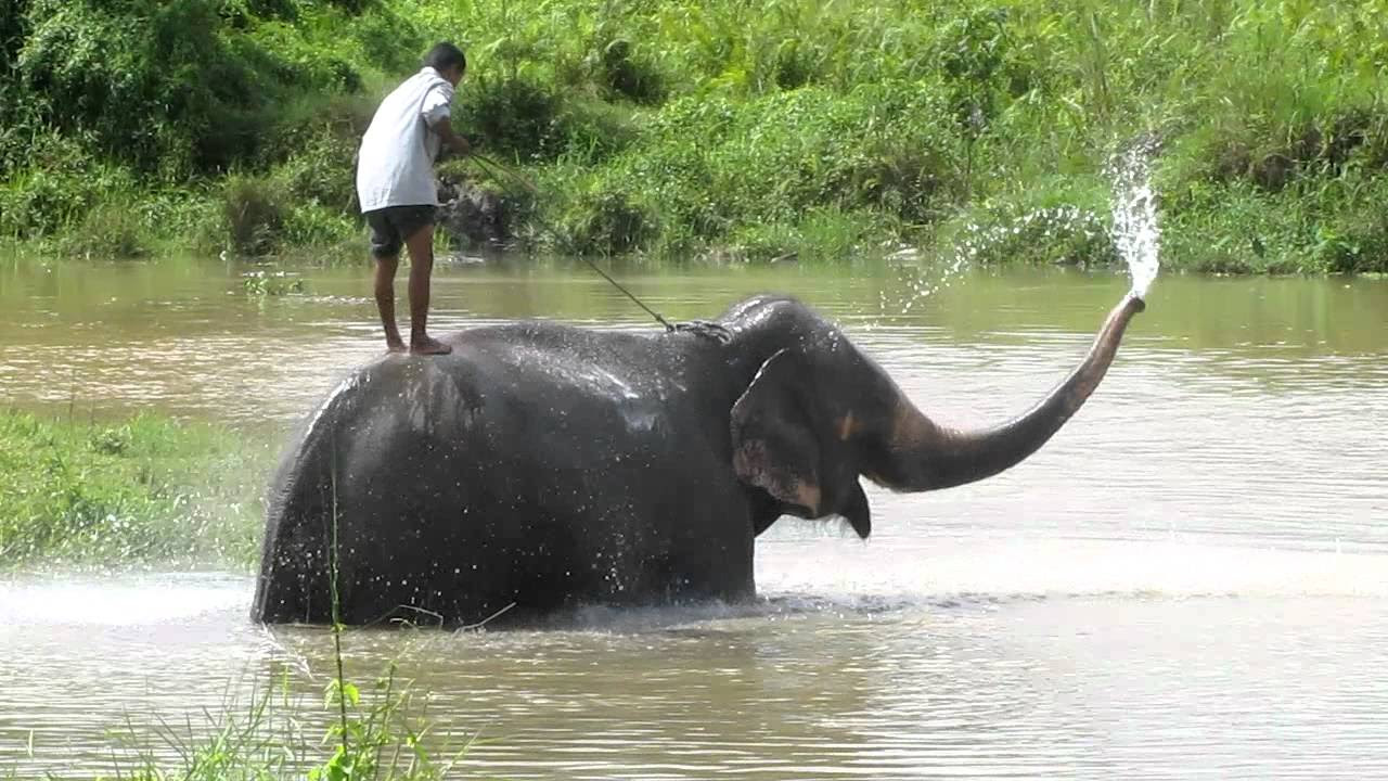 Elephant intelligence spraying water and playing with mahout MVI 3545