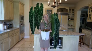 Ultimate Guide: how to grow huge Anthuriums in your home including Warocqueanum  in low humidity