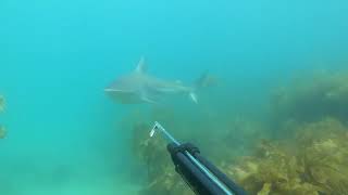 (SHARK ENCOUNTER) First Time Spearfishing New Zealand