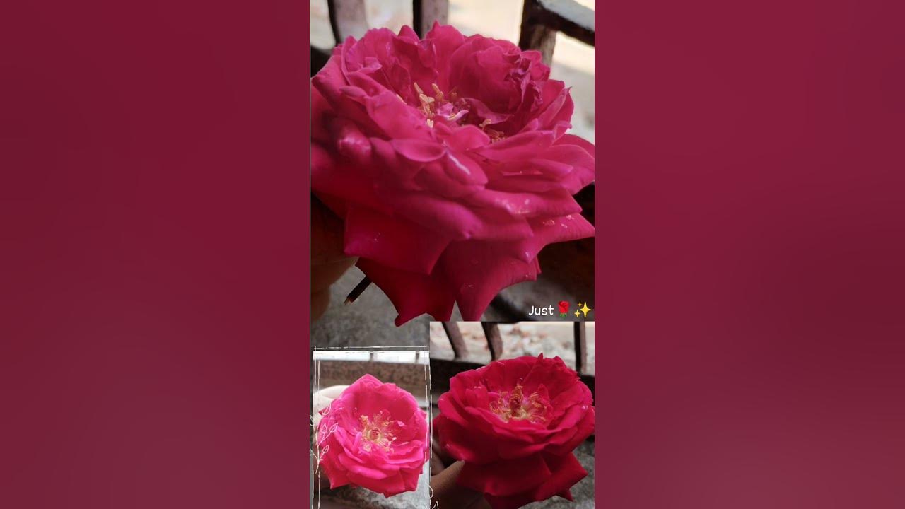 one-rose-says-more-than-the-dozen-youtube