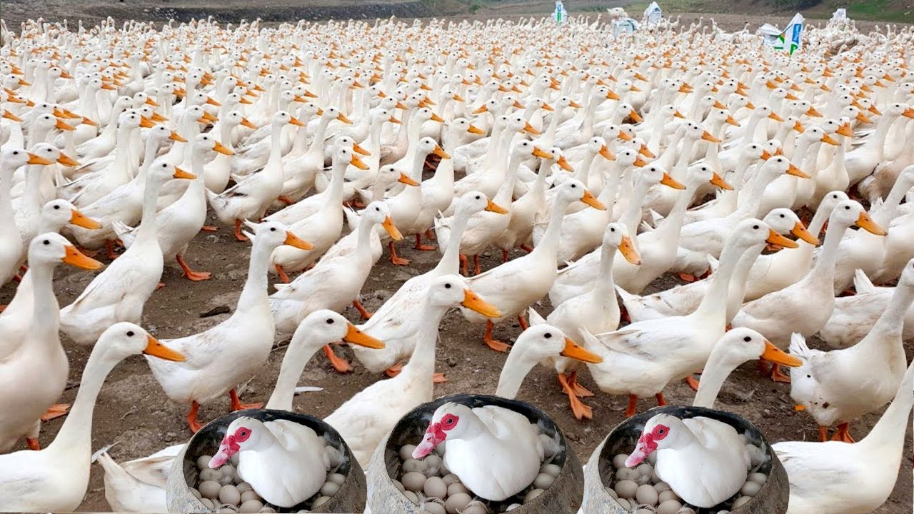 How Chinese farmers raise millions of ducks - the largest duck farm in the world