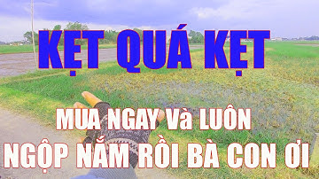 Đất Thổ Lúa Giá Siêu Rẻ l Đang NGỘP Cần Tiền Bán Gấp l ĐỨC HÒA - LONG AN l 0966.71.737.6