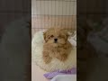 動くぬいぐるみ【ペキプー】 #shorts