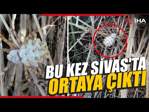 Sivas'ta Zehirli Örümcek Tehlikesi: Argiope lobata Sivas'ta Görüldü!