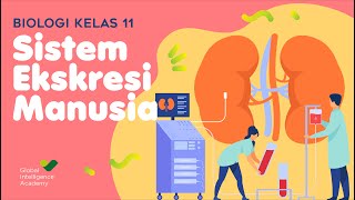 BIOLOGI Kelas 11 - Sistem Ekskresi Manusia | GIA Academy