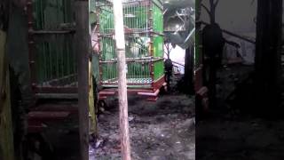 KENARI LOKAL JUARA