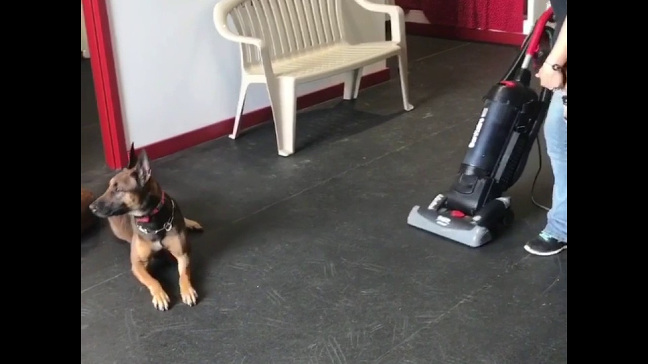 Vacuum with dogs YouTube