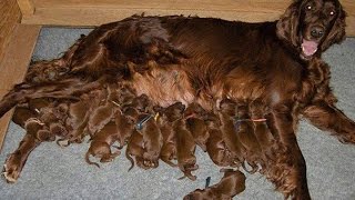 how many litters of puppies can a dog have in a year