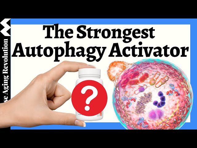 The STRONGEST Autophagy Activator class=