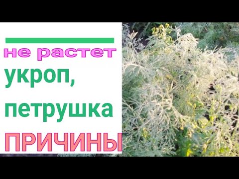 🌱❓ ПОЧЕМУ НЕ РАСТЕТ УКРОП И ПЕТРУШКА. СПРАШИВАЕТЕ - ОТВЕЧАЮ. 9 ОСНОВНЫХ ПРИЧИН