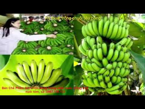 Video Kỹ thuật trồng chuối tiêu hồng cho quả sai trĩu buồng - youtube