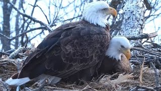 Decorah North Nest. Working on the bowl and mating  - explore 02-13-2022