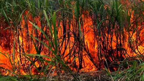 Forecasting Air Quality