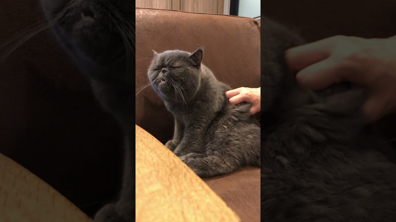 猫太君のカッキリカッカッキリカッカ Shorts Youtube 猫太君のカッキリカッカッキリカッカ Shorts Youtube