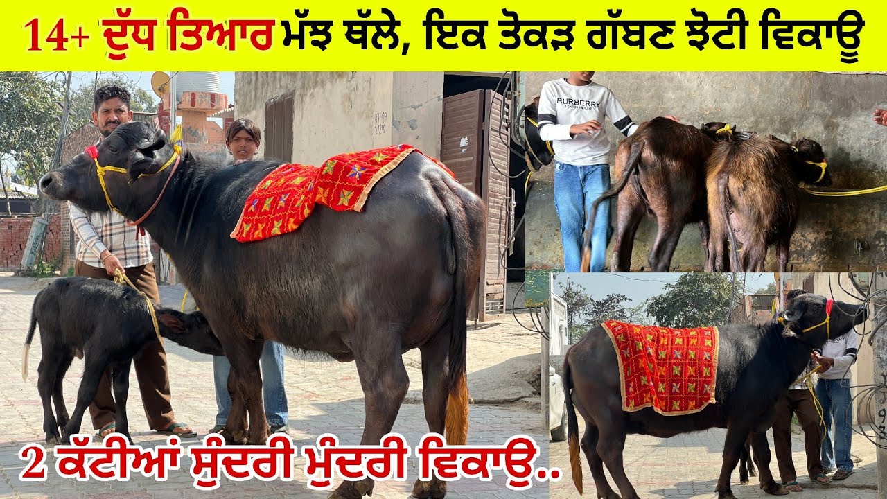 ਸ਼ੇਰੇ ਮਾਹਣੇ ਮੱਲੀਆਂ ਕੋਲ 2 ਮੱਝਾਂ ਇਕ ਵਹਿੜ 2 ਕੱਟੀਆਂ ਵਿਕਾਊ/ 14 ਕਿੱਲੋ ਦੁੱਧ ਮੱਝ ਥੱਲੇ/ ਤਰਨਤਾਰਨ 