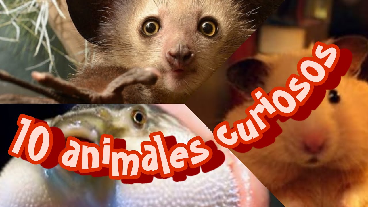 N Raro 10 Animales Curiosos _ 14 animales raros del mundo que no conoces – IKID