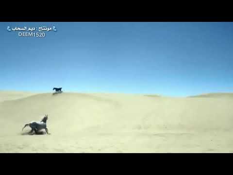 صل الله عليك في عليائه