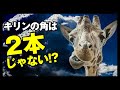 【 1分雑学 】キリンに角は何本あるか。 #shorts