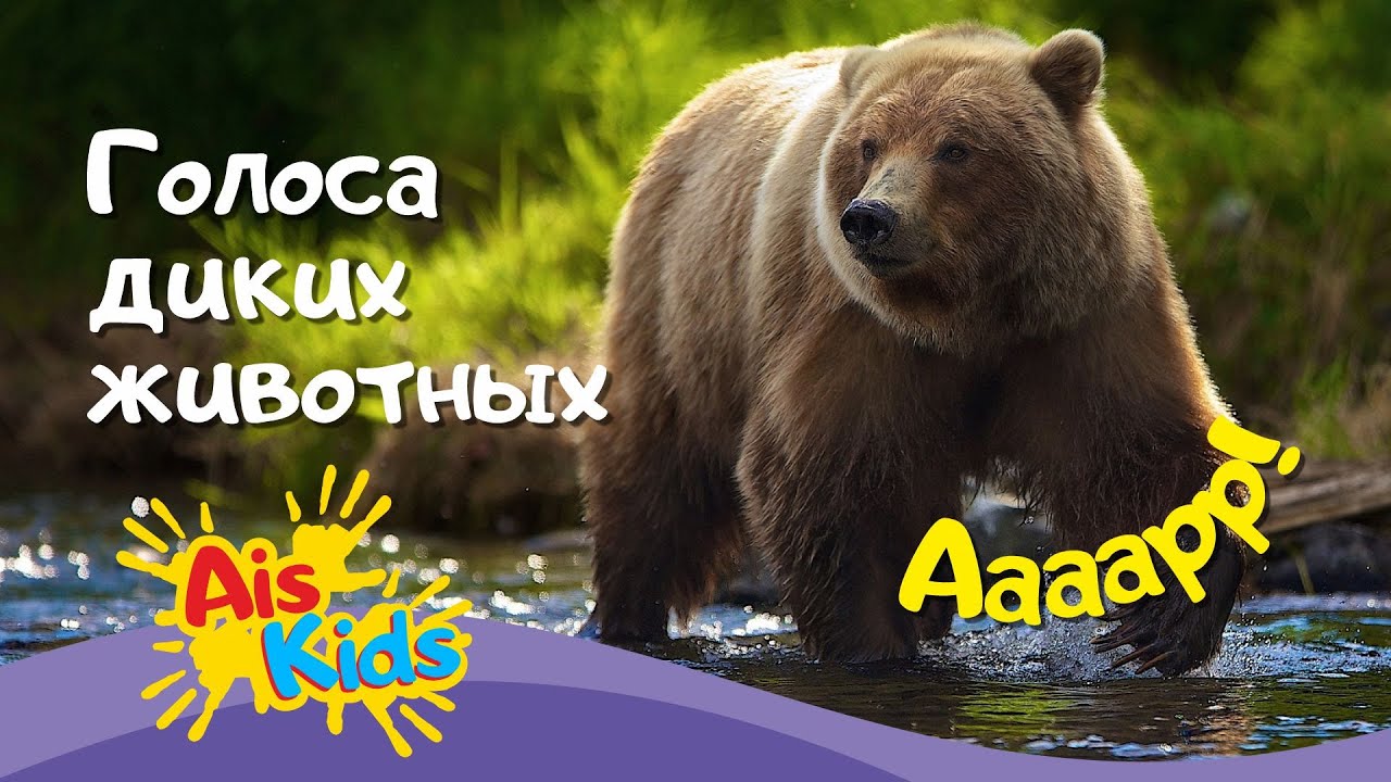голоса диких животных. звуки животных для детей. дикий голос. звук медведя для детей. голоса диких животных слушать.