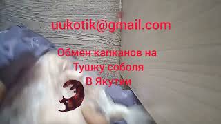 Обменяю 2 капкана на 1 тушку соболя 